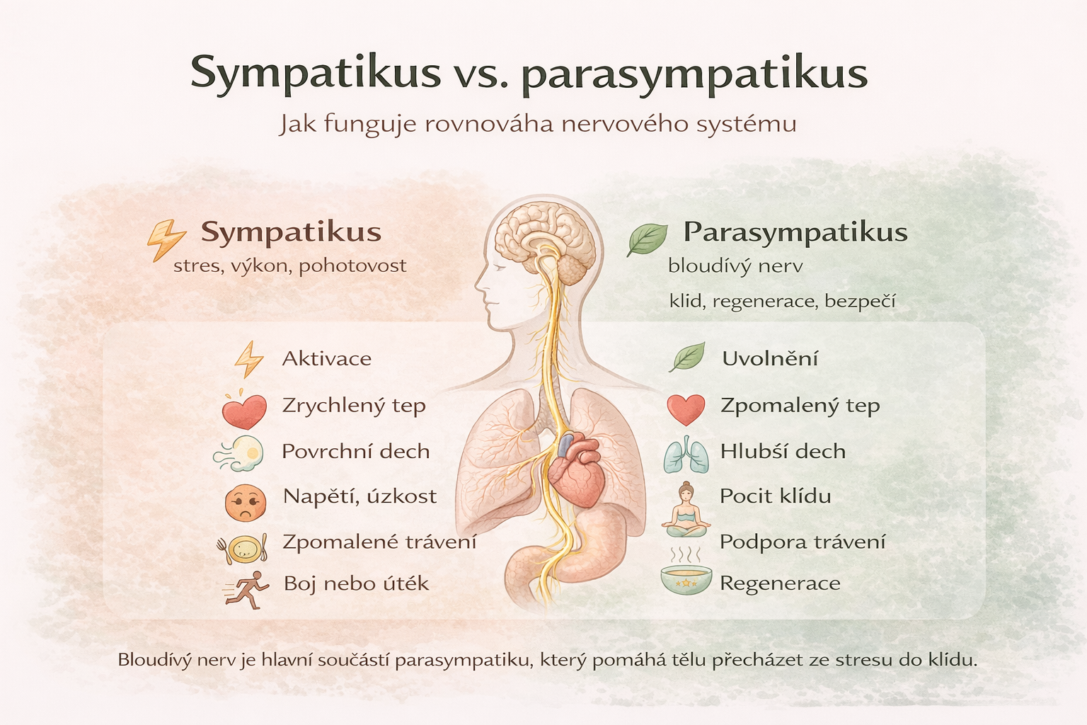 sympatikus vs parasympatikuspng